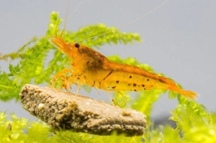 Kweekgroep tiger tangerine garnalen, Kreeft, Krab of Garnaal