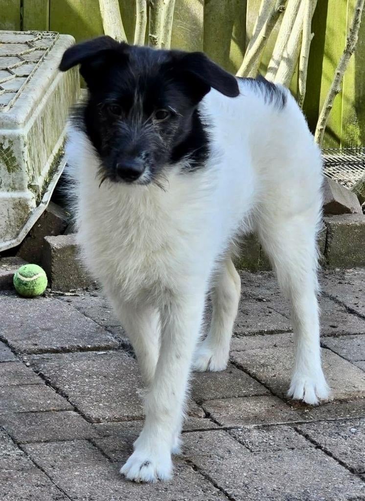 VIDA, RUSTIG, MENSGERICHT, LIEF, JONG, TEEFJE, ZOEKT FAMILIE, Dieren en Toebehoren, Honden | Niet-rashonden, 15 weken tot 1 jaar