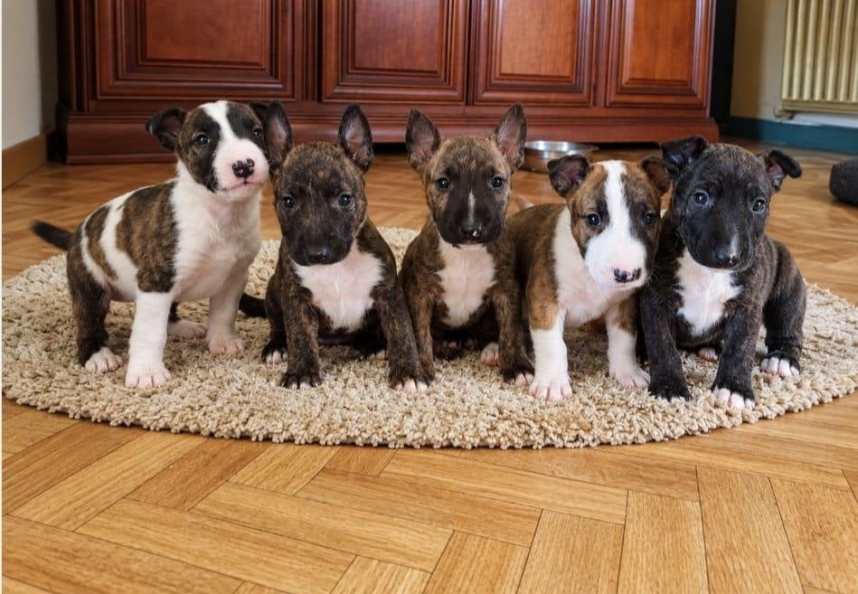 Mini bullterier pups, Bull Terriër, België, Fokker | Hobbymatig, 8 tot 15 weken
