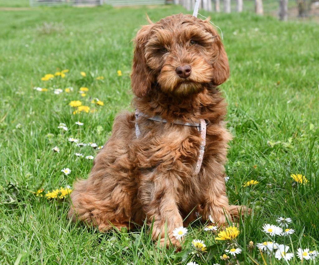 Stoere Australian Labradoodle reu zoekt een liefdevol huisje, Dieren en Toebehoren, Parvo, Nederland, Overige rassen, 8 tot 15 weken
