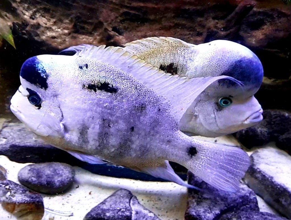 Aquariumvissen zilverwitte jongen, Dieren en Toebehoren, Vis, Zoetwatervis