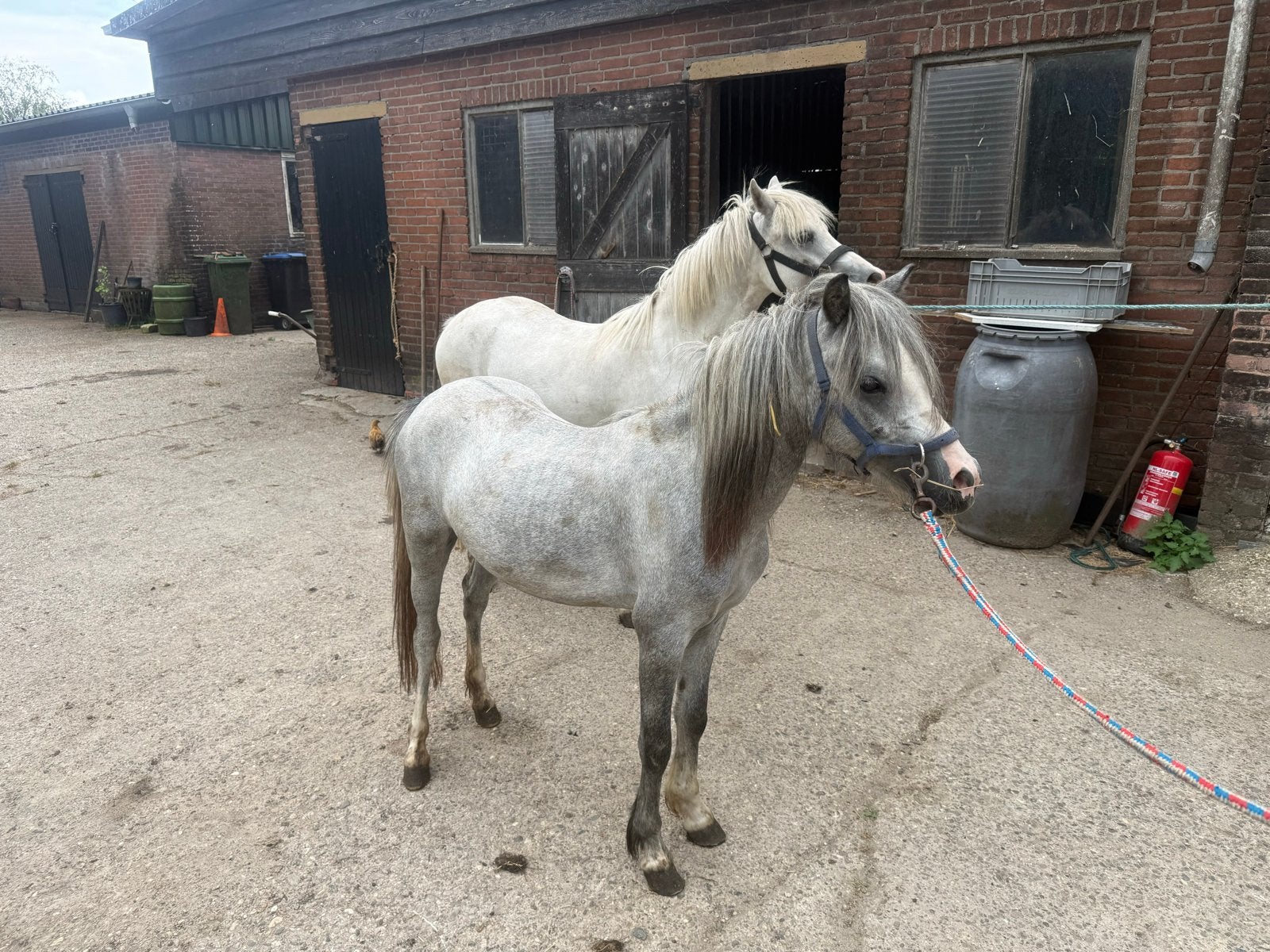 Jonge welsh  pony’s, Dieren en Toebehoren, Pony's, Merrie, Tuigpony, 3 tot 6 jaar