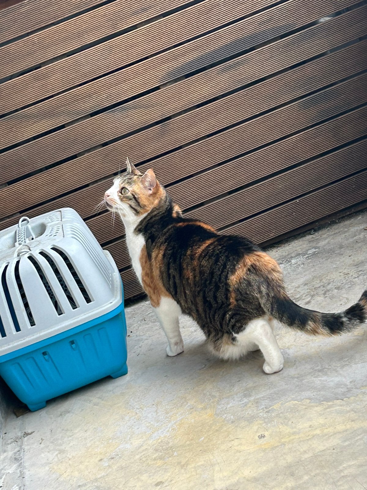 Europese korthaar, Poes