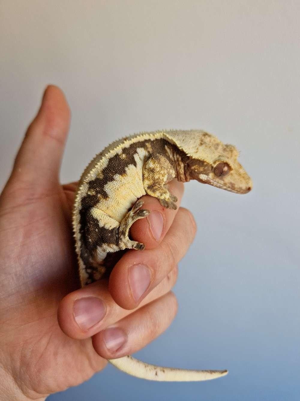 Wimpergekko Lilly White quad stripe. baby Crested Gecko photo 4