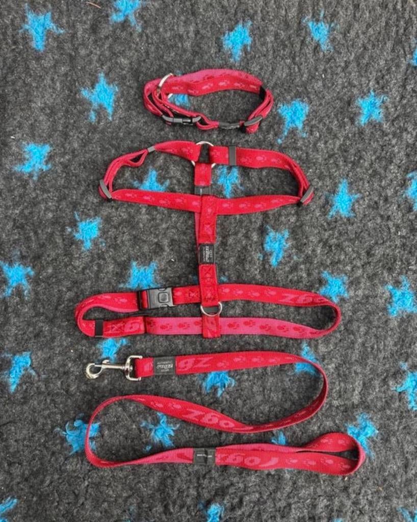 Rogz alpinist set rood XL, Ophalen of Verzenden, Zo goed als nieuw, Hondenriem