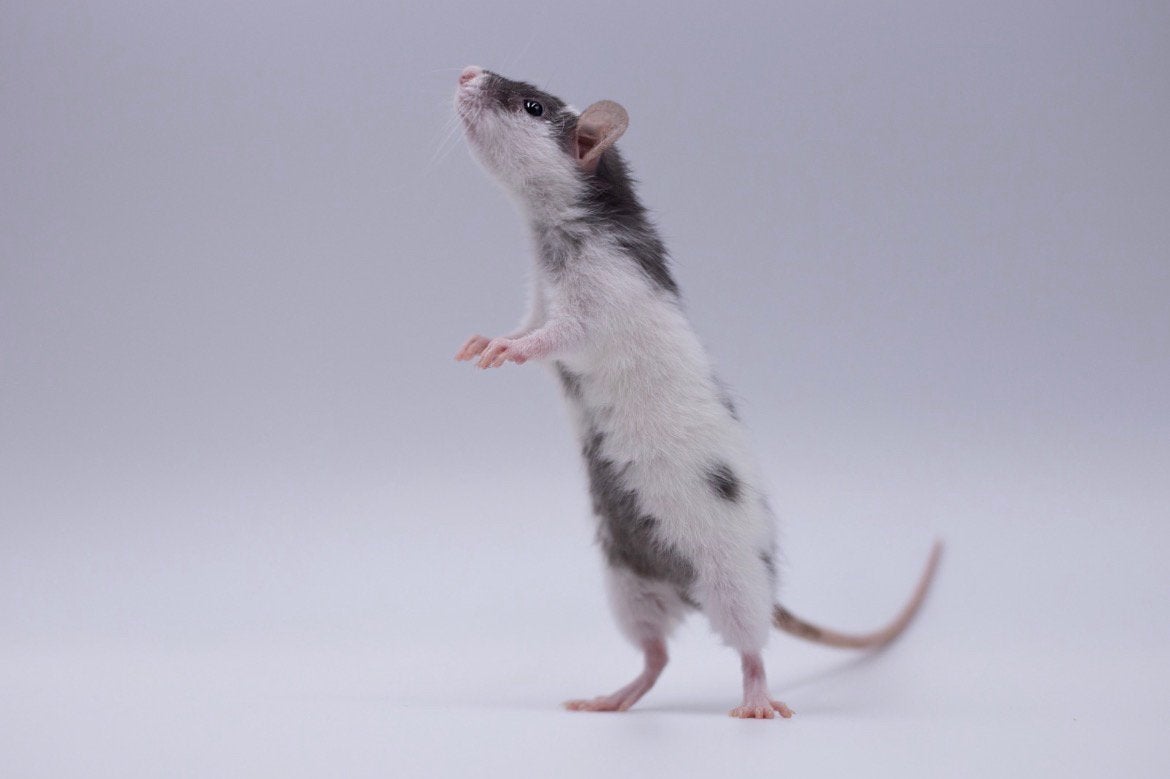 Dwergratten rittens verwacht, Dieren en Toebehoren, Rat, Augustus, Meerdere dieren, Tam
