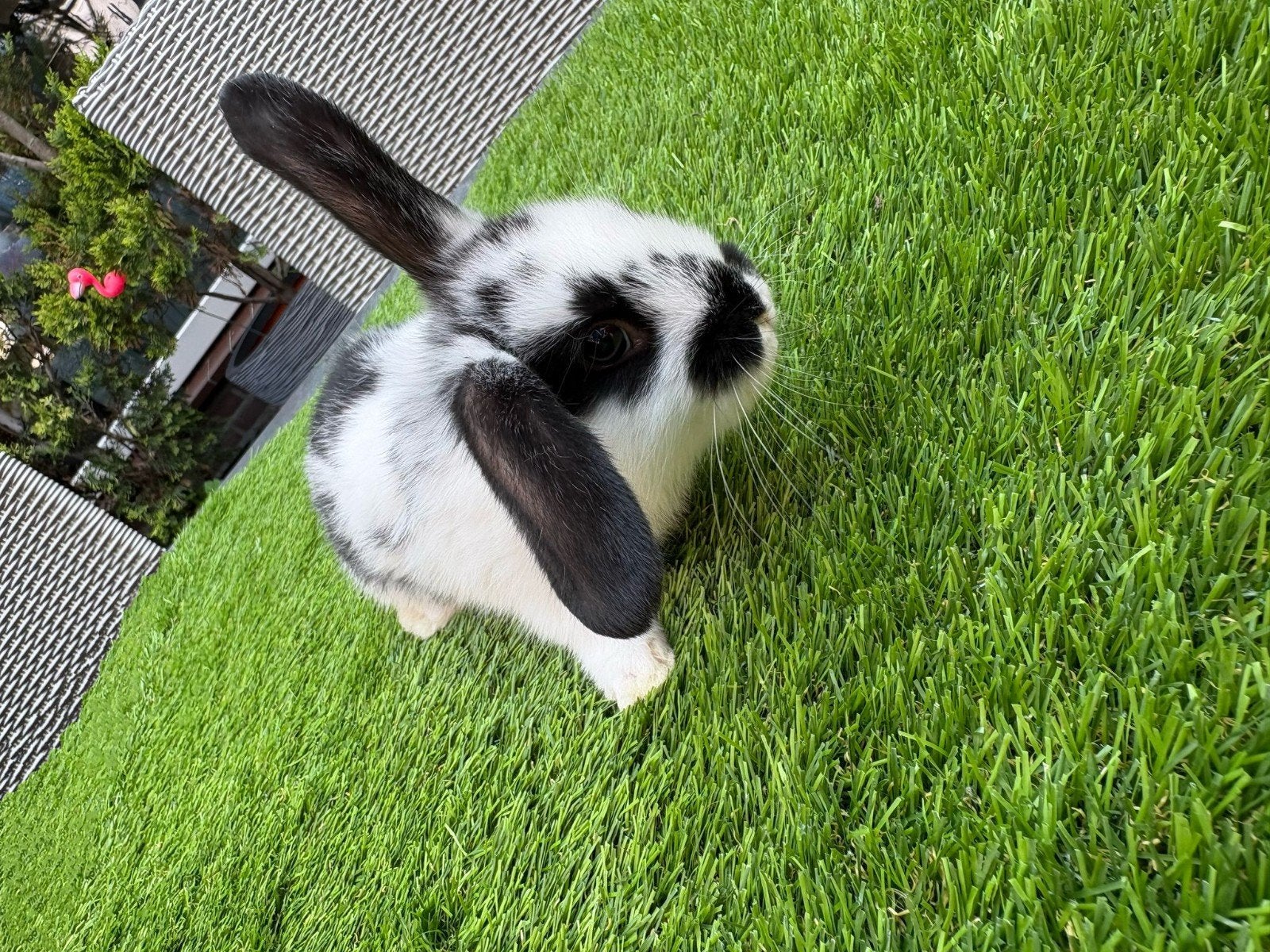 3 schattige konijntjes van 8 weken oud., Dieren en Toebehoren, Meerdere dieren, Hangoor