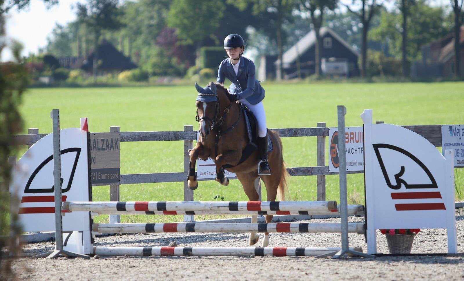 Luxe C Sportpony met Topuitstraling, Dieren en Toebehoren, Merrie, Springpaard, Minder dan 160 cm, Met stamboom
