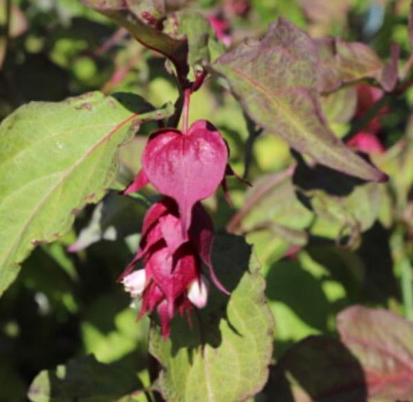 Leycesteria Formosa Grootmoeders oorbellen, Ophalen, Overige soorten, Minder dan 100 cm
