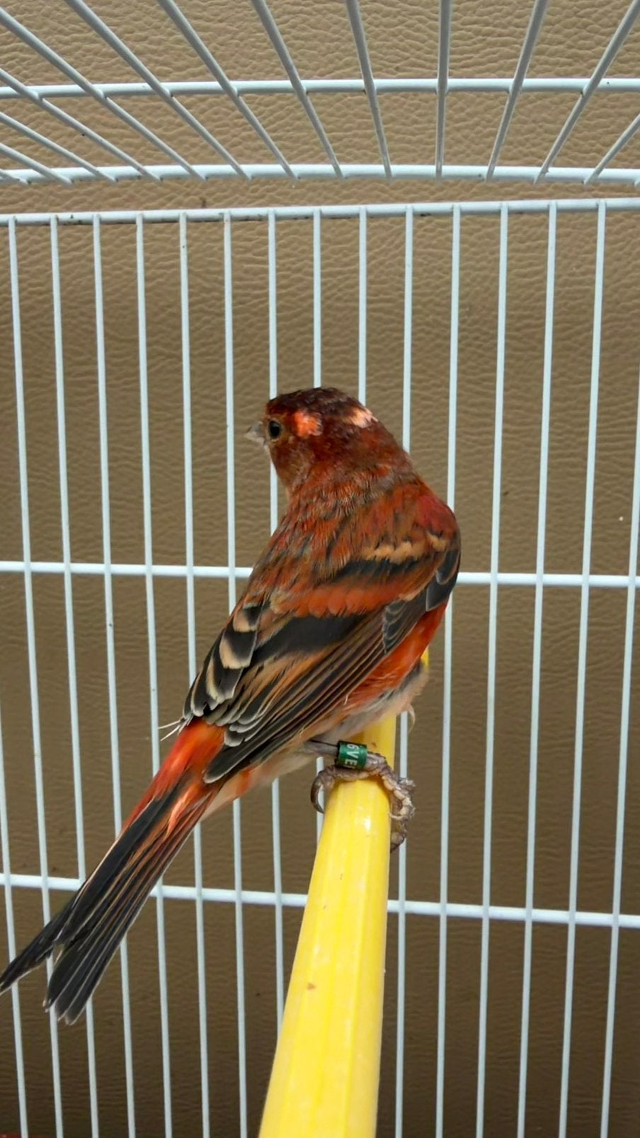 Kapoetsensijs f1x kanarie, Dieren en Toebehoren, Vogels | Kanaries, Mannelijk, Bastaard