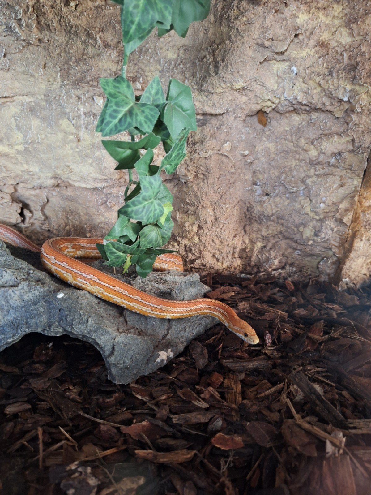 Rode Rattenslang
Rode Rattenslang Corn Snake - female for sale from M Janse