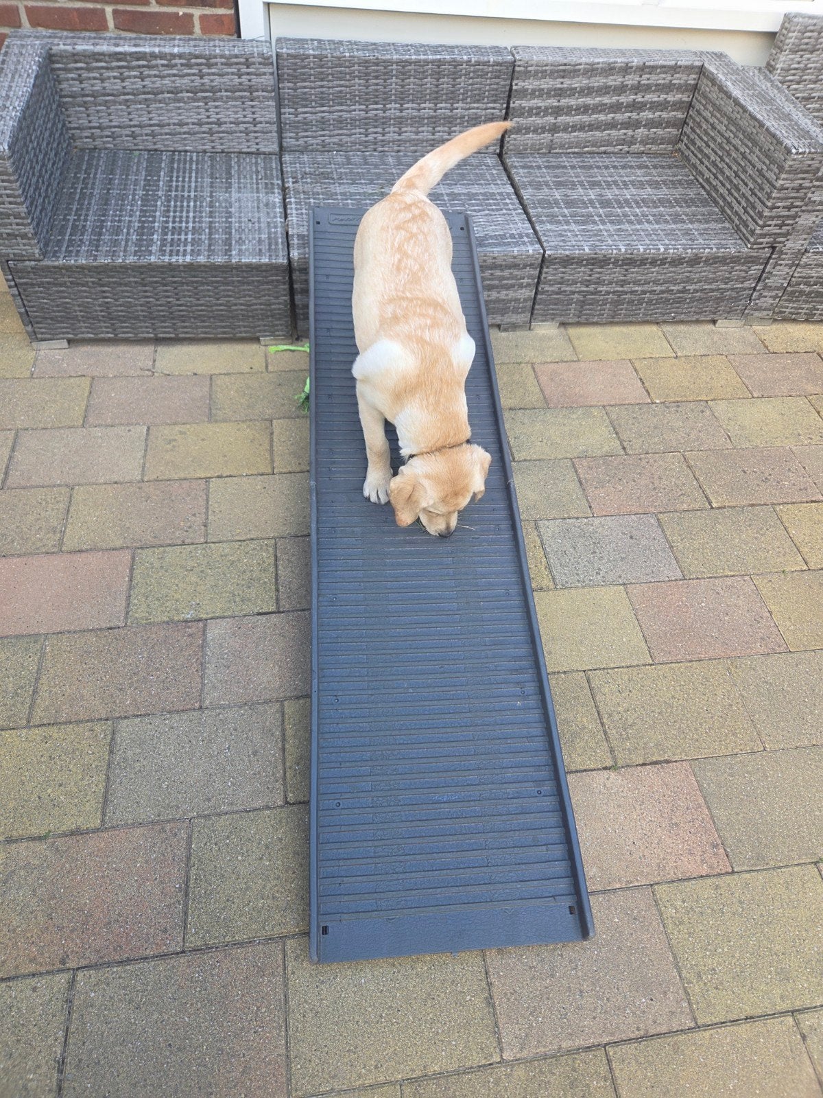 Honden loopplank, Ophalen, Nieuw, 110 cm of meer, Minder dan 65 cm