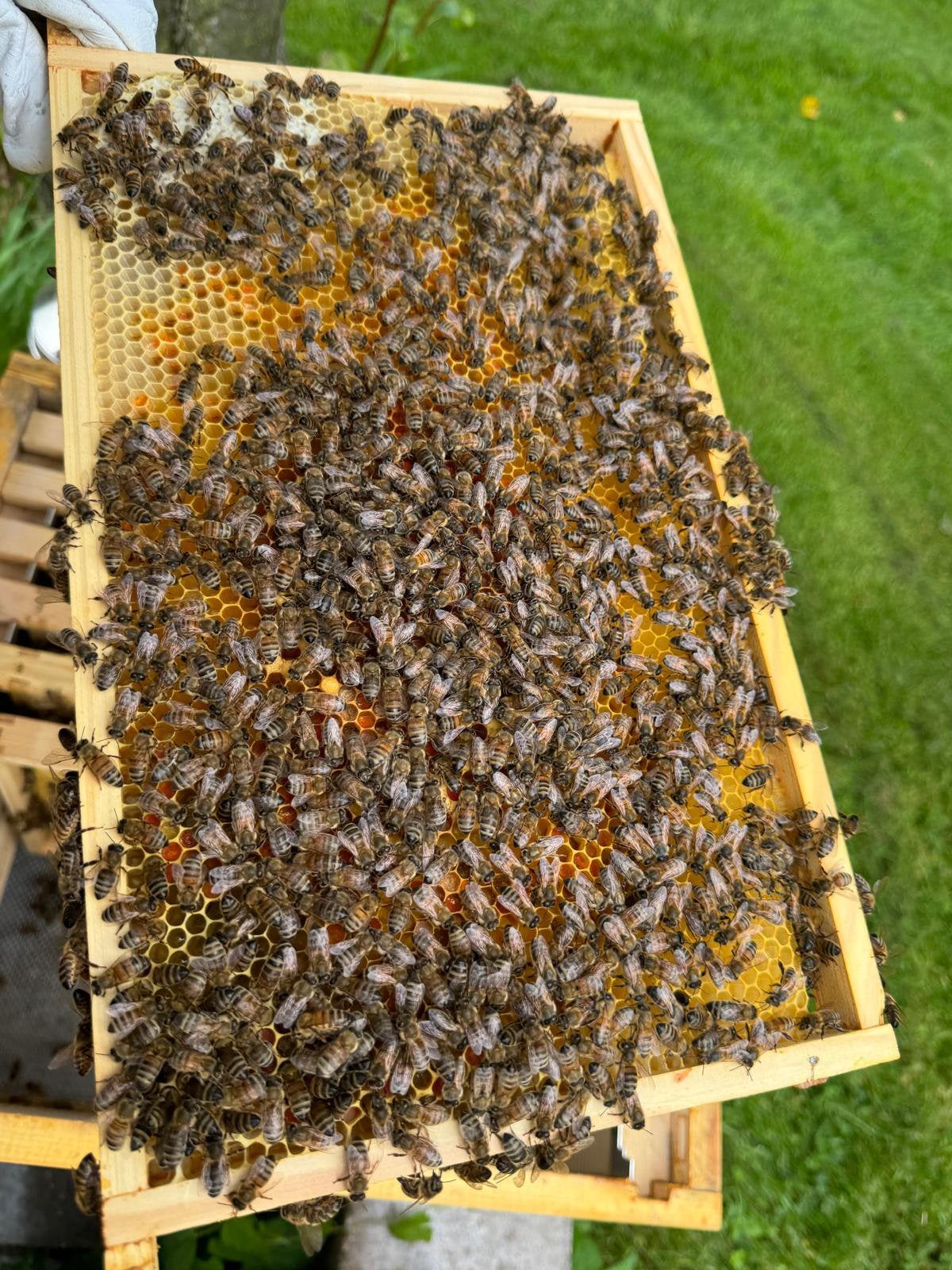 Sterke Carnica bijenvolken, Dieren en Toebehoren, Bijen
