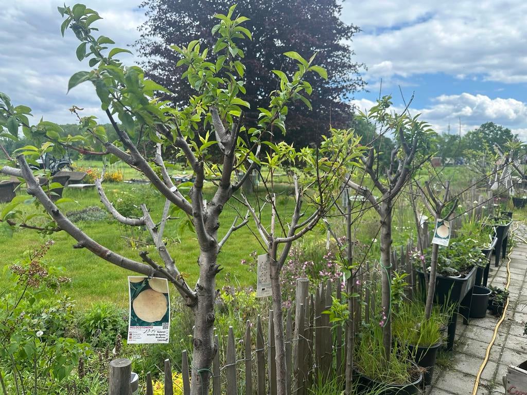 Jonge fruitbomen in pot Calanda perzik prunus persica, Ophalen, Lente, Overige soorten, Volle zon
