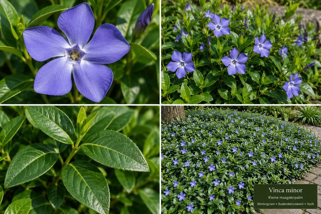 Kleine maagdenpalm Vinca minor – 20 bodembedekkers €50