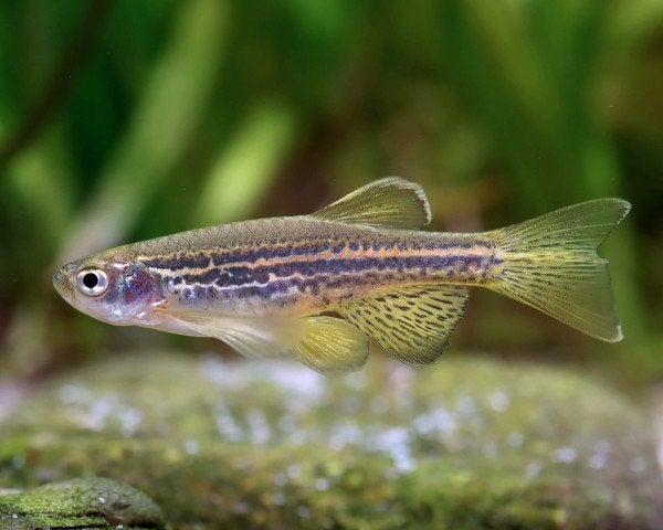 Hobbyaquarium Danio Rerio Frankei Zondag 2 augustus aktie, Vis, Zoetwatervis, Schoolvis