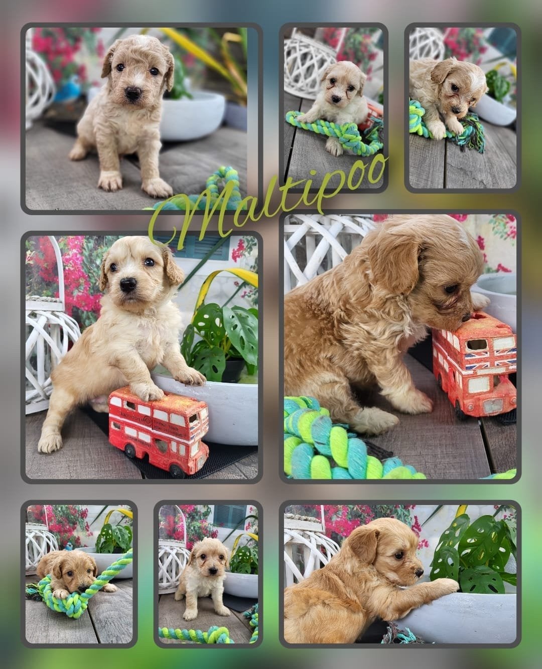 Prachtige Maltipoo pups uit huiselijke kring mogen verhuizen, Overige rassen, CDV (hondenziekte), 8 tot 15 weken, Meerdere
