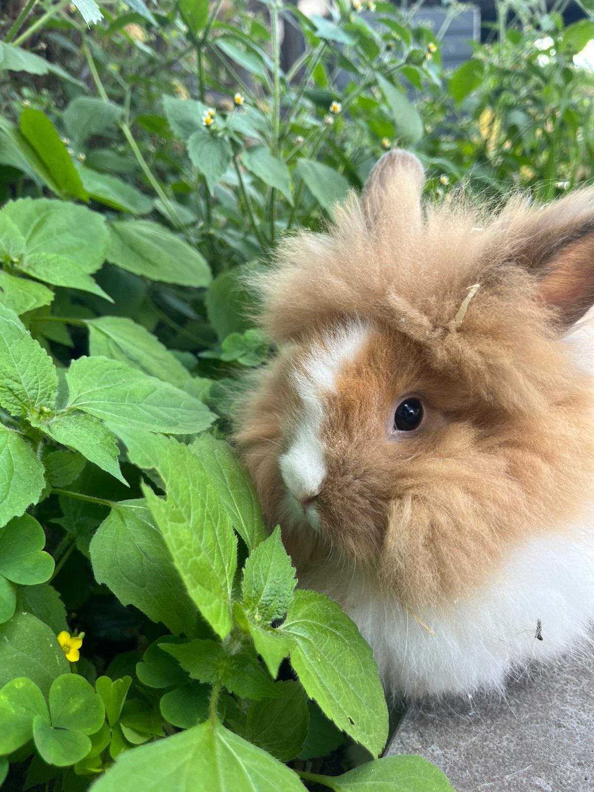 Prachtige konijntjes, Dieren en Toebehoren, Konijnen, Dwerg, Meerdere dieren