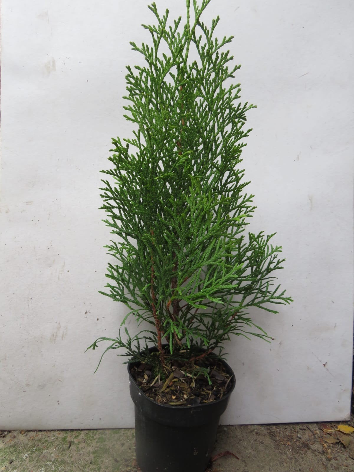 Thuja occidentalis smaragd. sterke thuja soort. haagplant P9, Overige soorten, Vaste plant, Ophalen of Verzenden, Bloeit niet