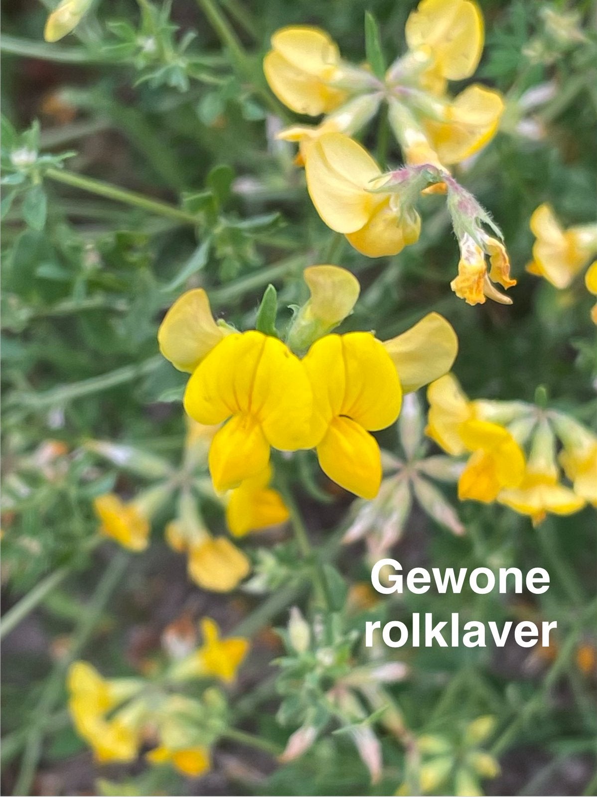 zaden Gewone rolklaver, Ophalen of Verzenden, Volle zon, Zaad