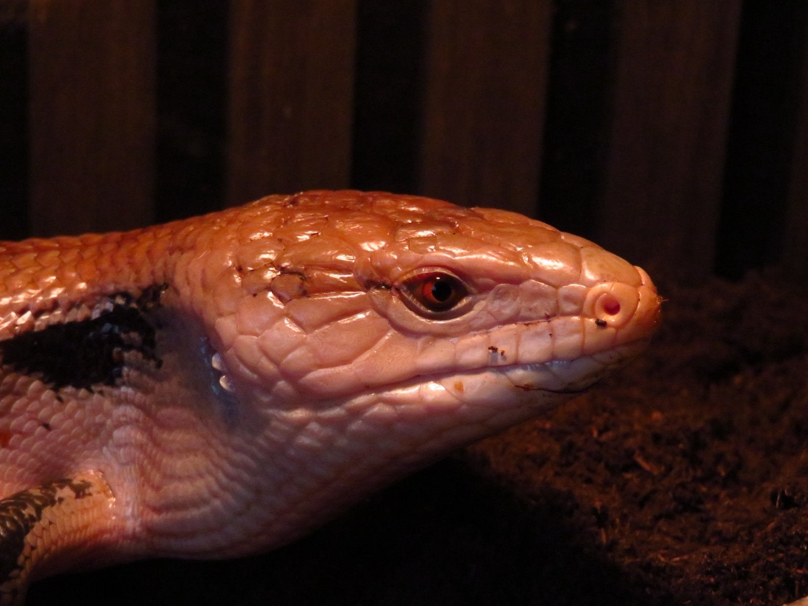 Reptielen feestje / gastlezing, Dieren en Toebehoren, Hagedis, 0 tot 2 jaar