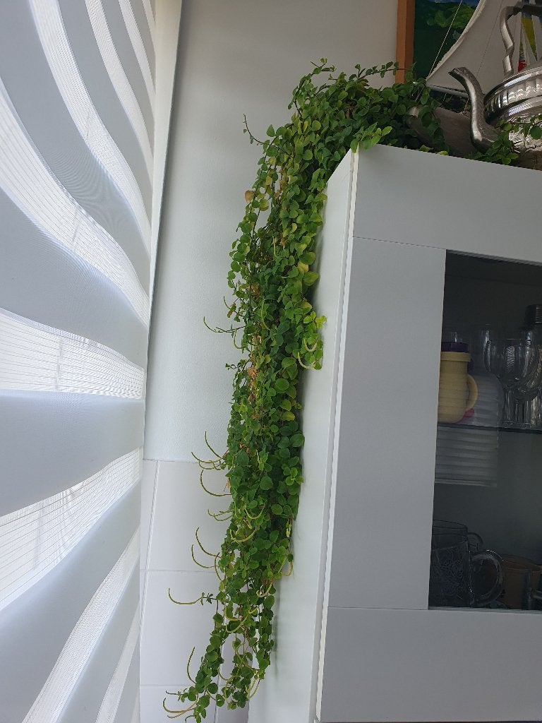 Muehlenbeckia complexa - hangplant, Ophalen, Vetplant, Halfschaduw, 100 tot 150 cm