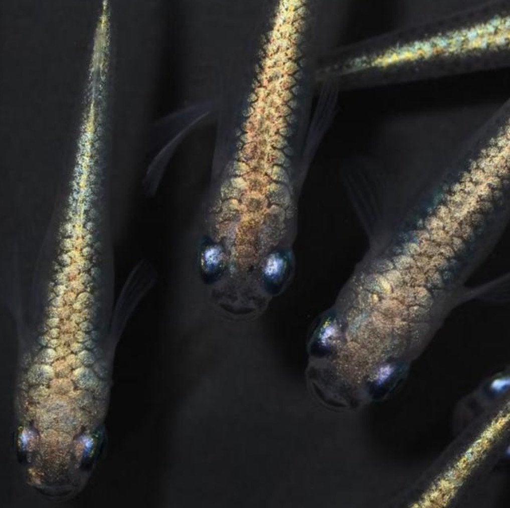 Black miyuki ‘Japan’  S-Grade Oryzias latipes, Karper of Koi