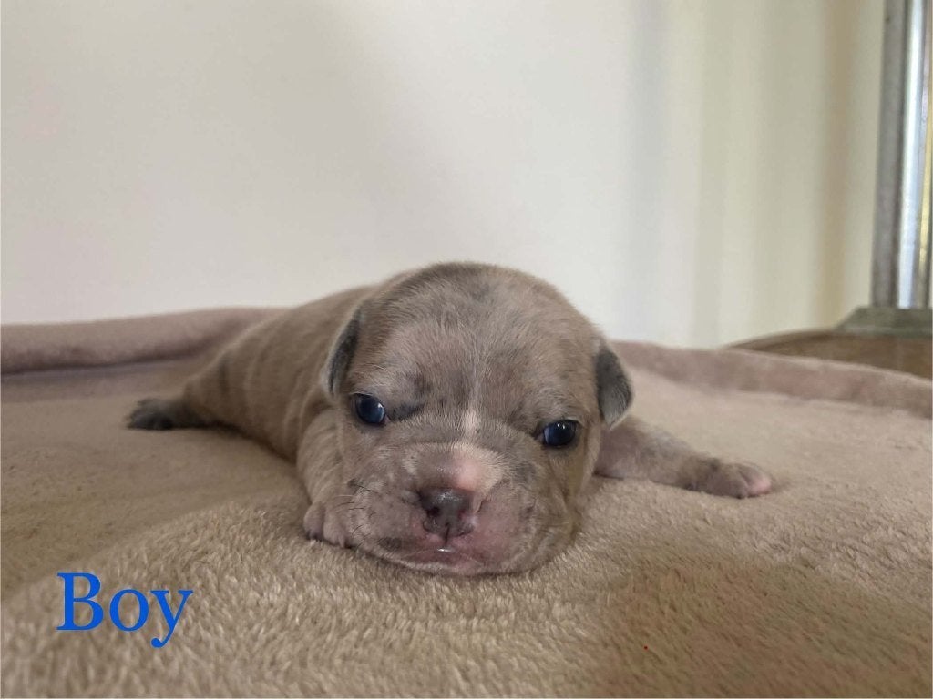 Franse bulldog puppy's, Dieren en Toebehoren, België, Particulier, 8 tot 15 weken, Parvo
