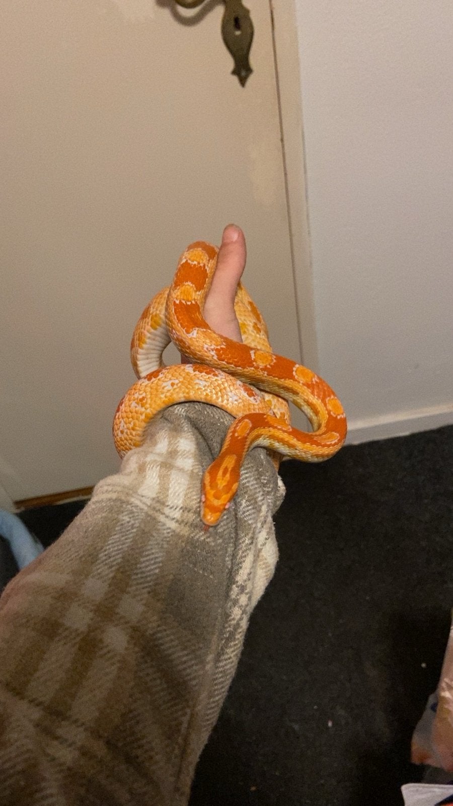 Rode rattenslang, Dieren en Toebehoren, Reptielen en Amfibieën, Slang, Tam, 0 tot 2 jaar