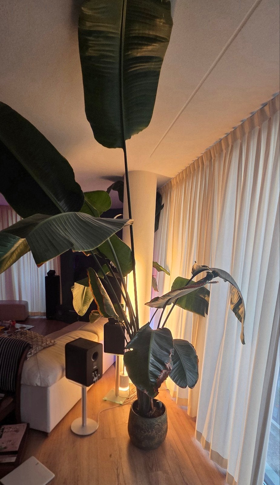 Paradijsvogel plant 250cm, Ophalen, 200 cm of meer, Overige soorten, Halfschaduw