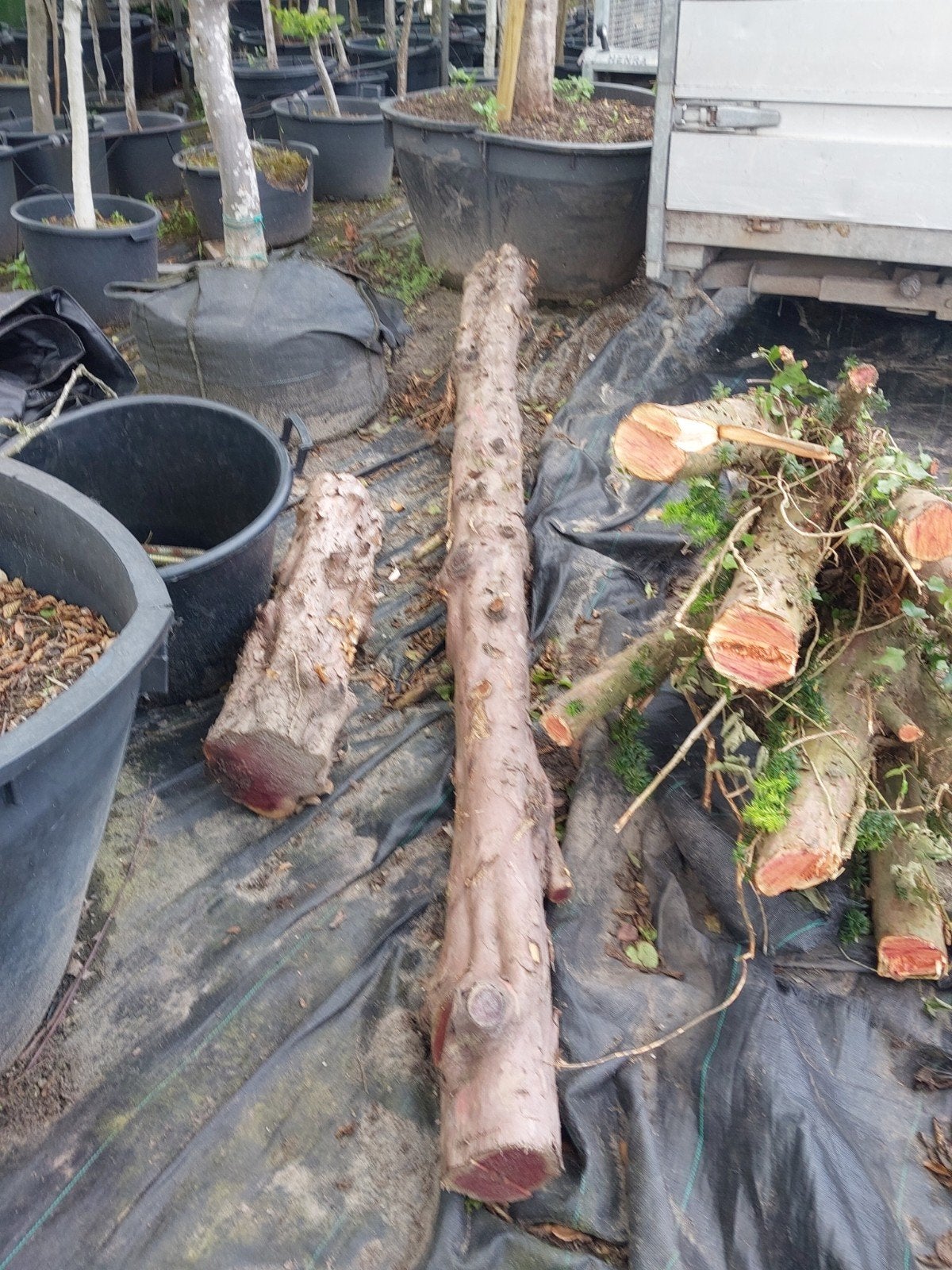 Taxus stammen, Minder dan 3 m³, Ophalen, Overige houtsoorten, Stammen