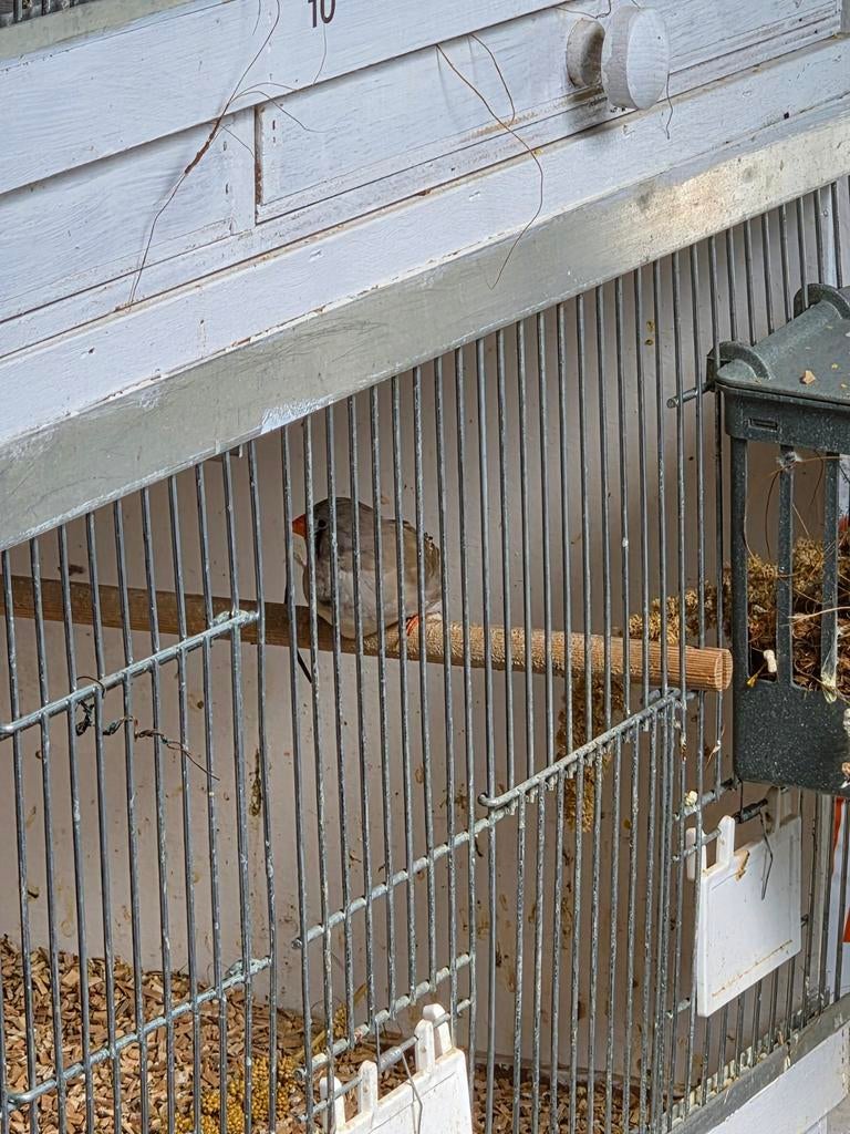 Mooi koppeltje zebravinken uit 25, Dieren en Toebehoren, Vogels | Overige Vogels, Meerdere dieren