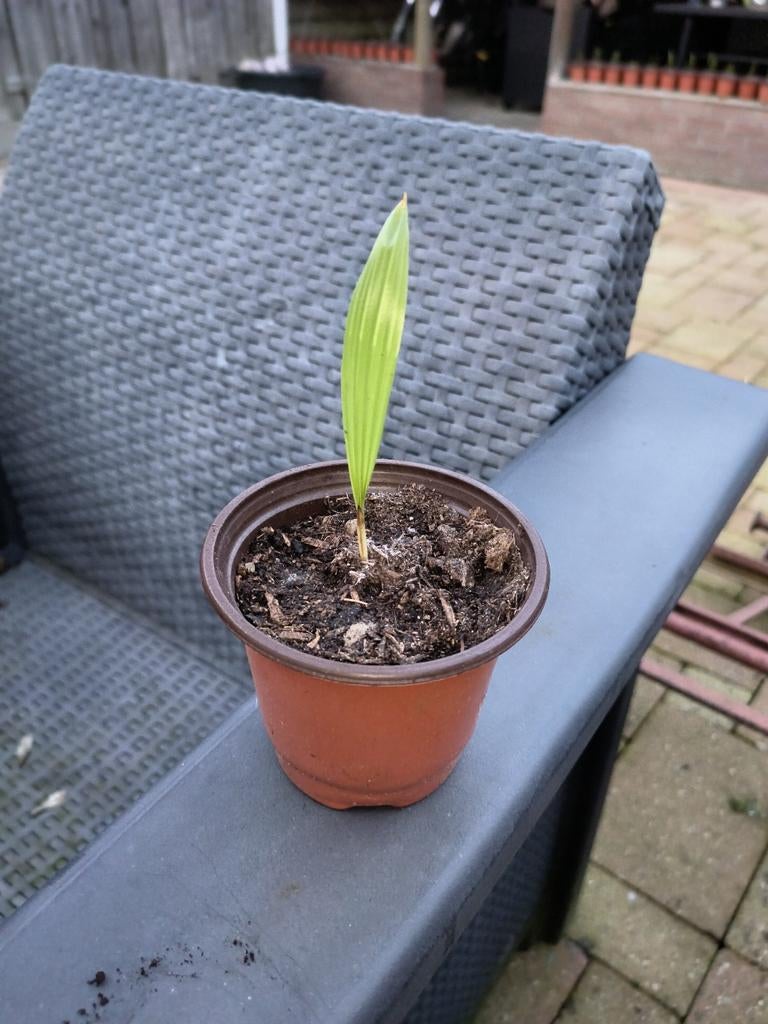 Palmboom, Overige soorten, Volle zon, Vaste plant, Ophalen of Verzenden