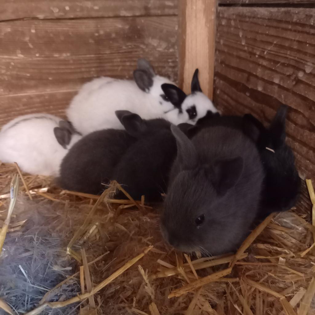 Te koop 8 jonge Lotharinger  dwerg konijnen, Dieren en Toebehoren, Konijnen, Meerdere dieren, Groot