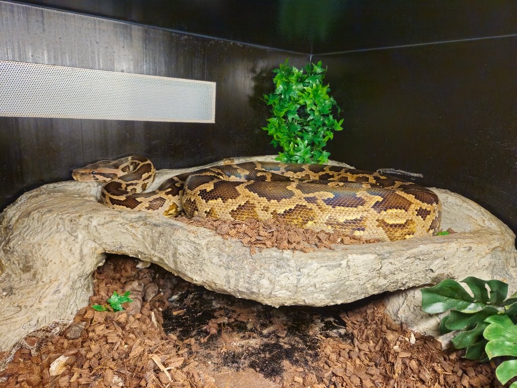 0.1 Python Molures Pimbura Ball Python - female for sale from Michiel