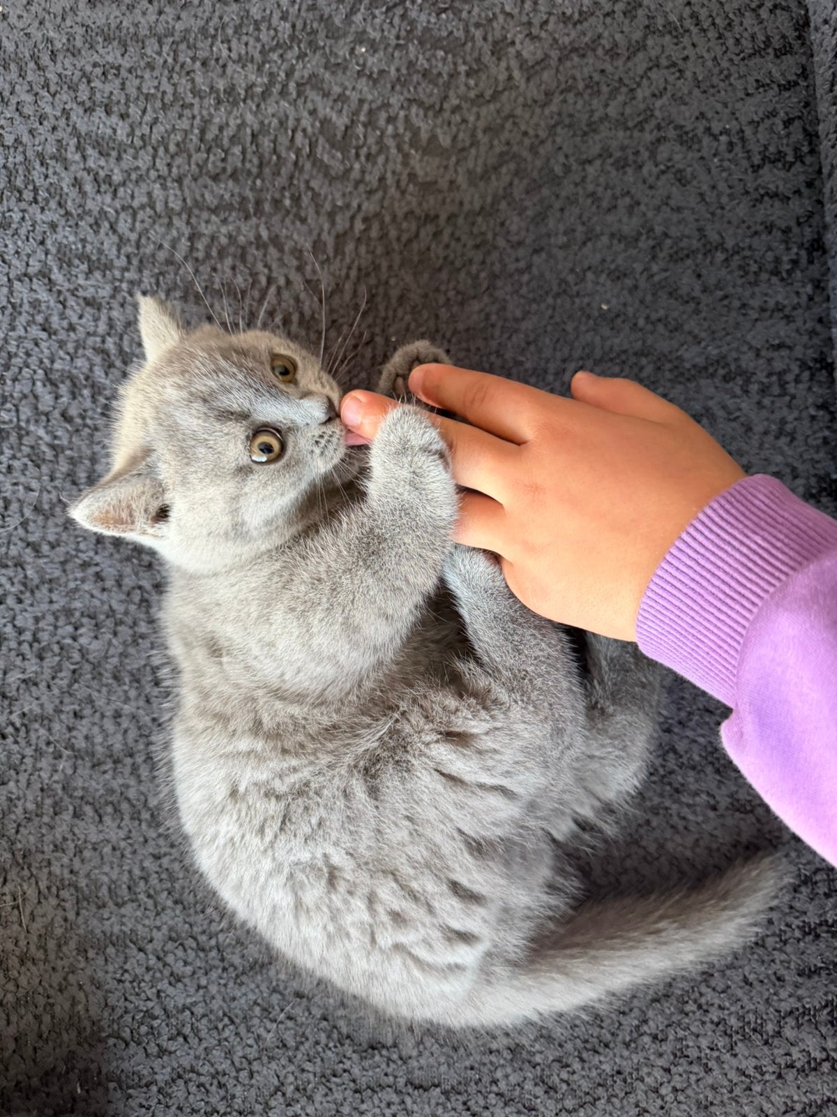 Britse Korthaar Kittens- Zij mogen weg, Poes, Ontwormd, 0 tot 2 jaar