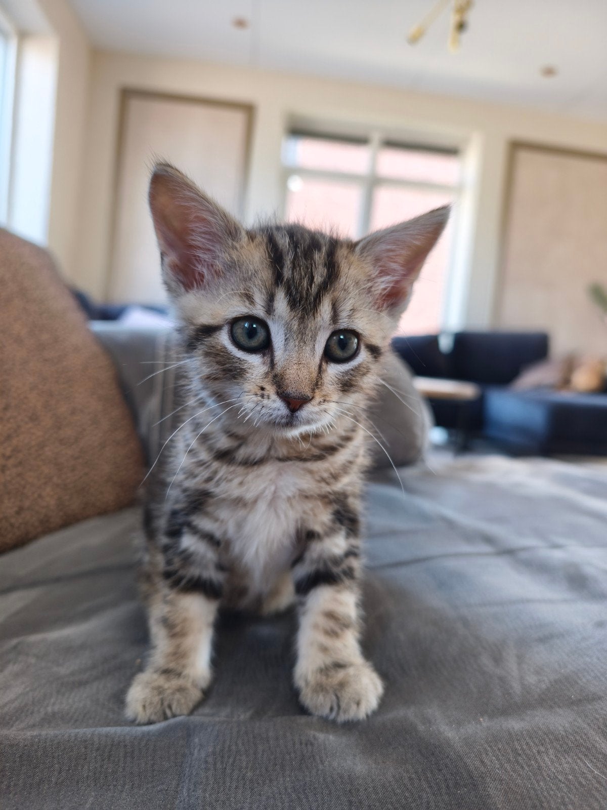 Te koop 2 kittens ( katers)  8 weken oud 75 pst, Dieren en Toebehoren