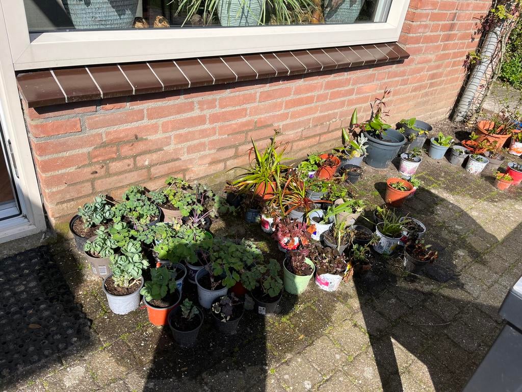 Buiten planten, Ophalen, Zo goed als nieuw, Rond, Minder dan 30 cm