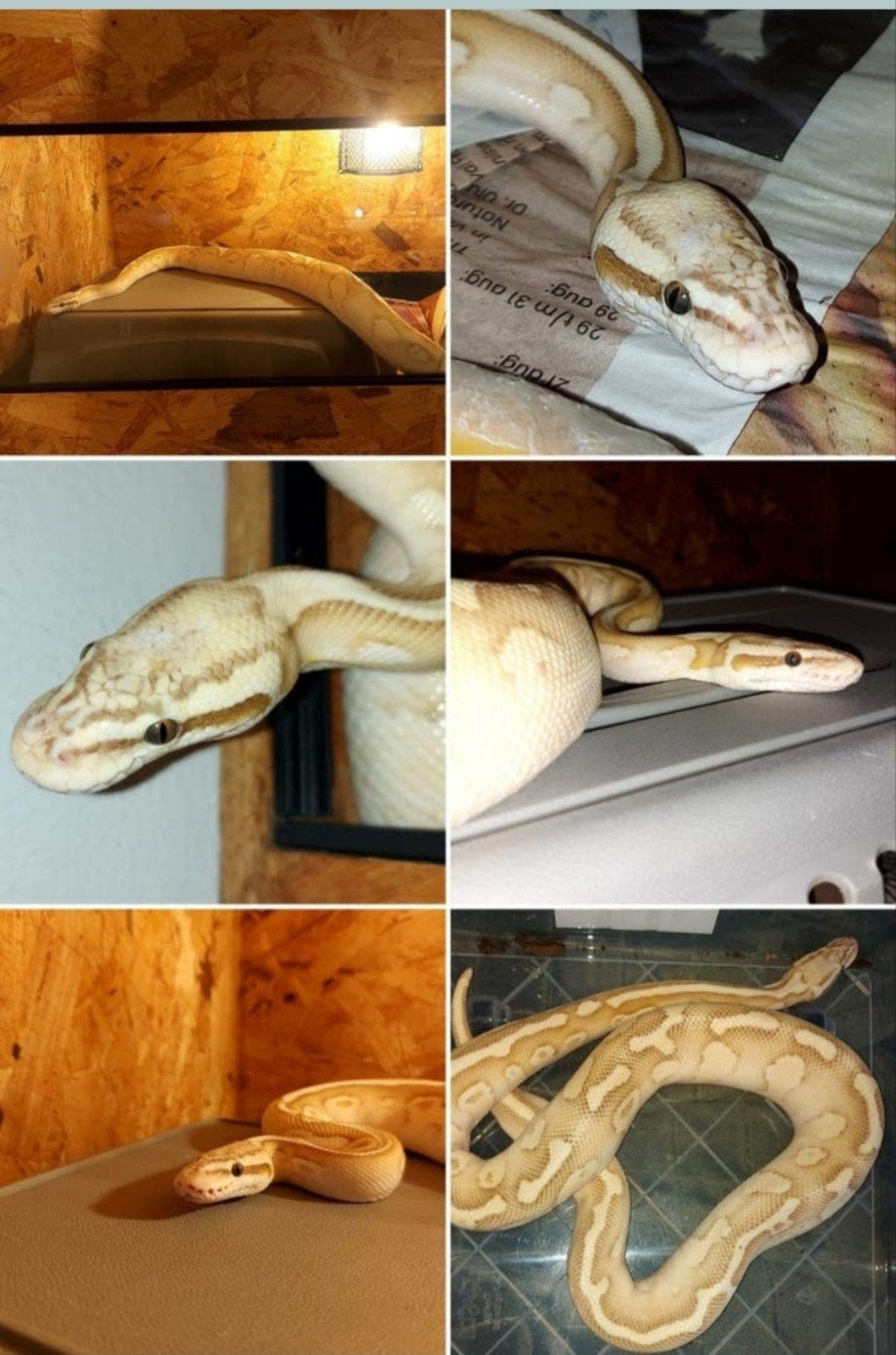 Koppel Ball Pythons Ball Python photo 7