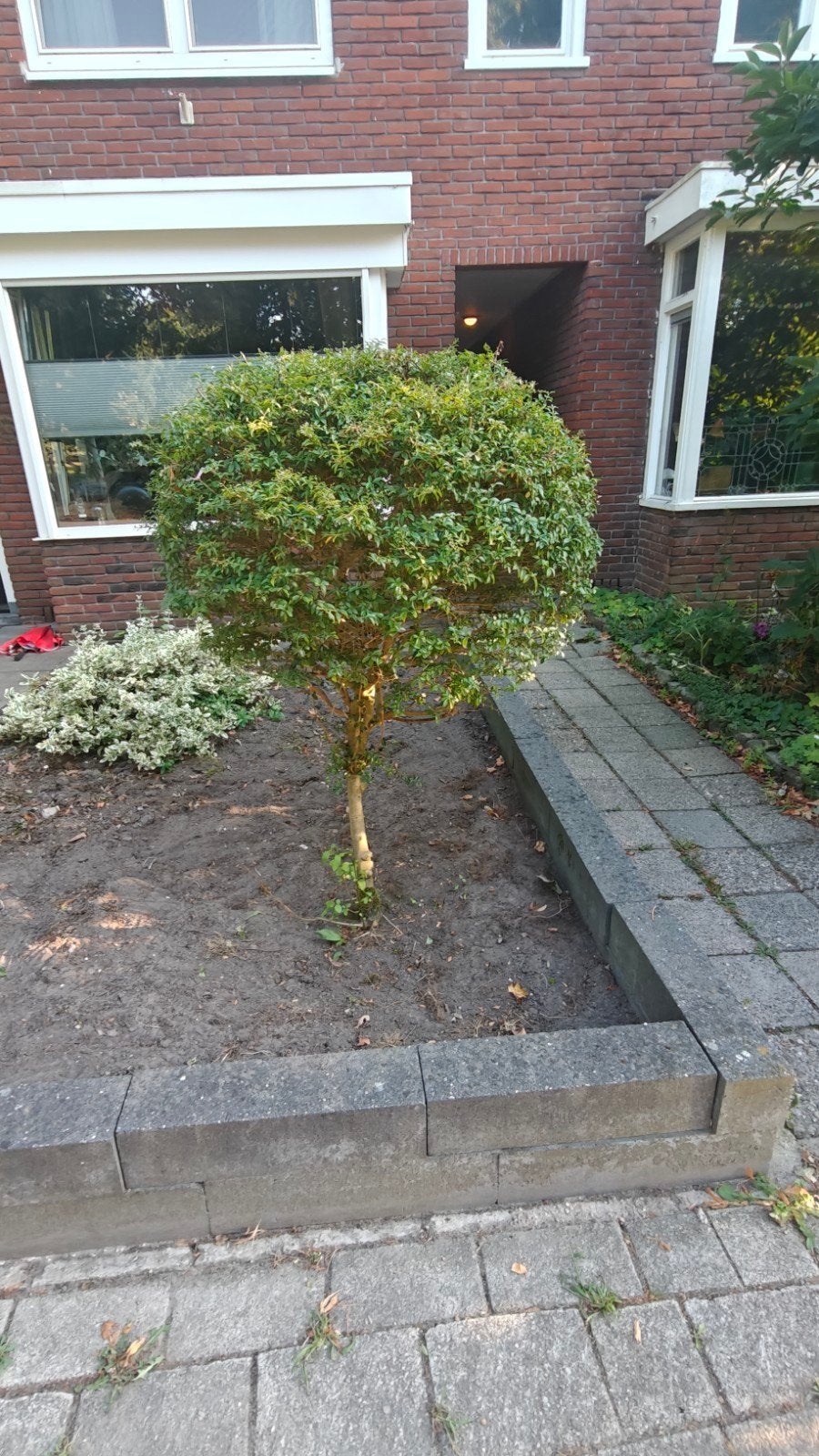Af te halen voor 4 saucijzenbroodjes 2 ligusters op stam., Tuin en Terras, Planten | Bomen, Ophalen, Halfschaduw, Overige soorten