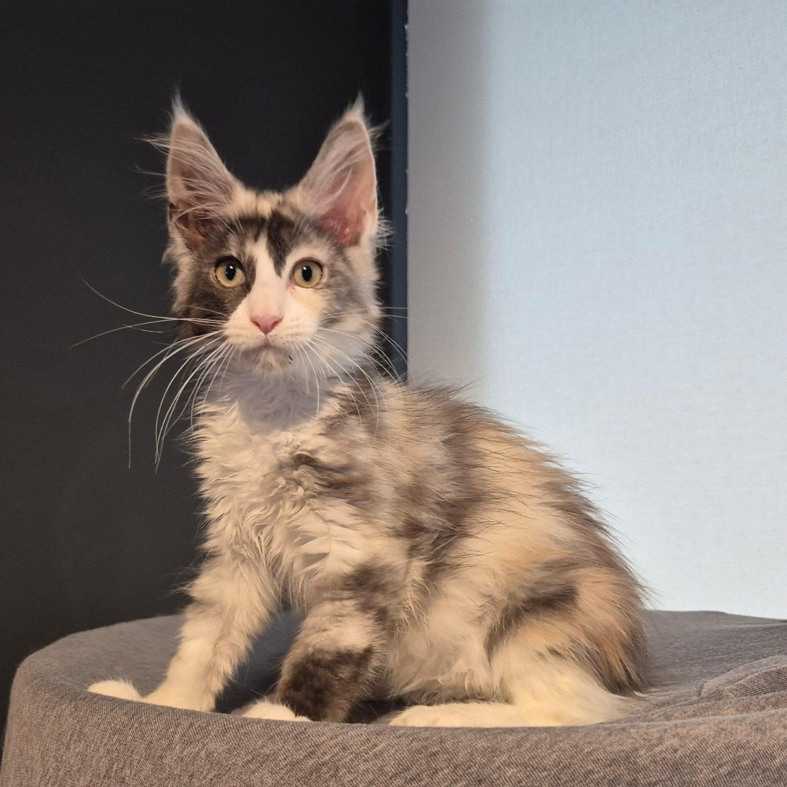 maine coon kitten met stamboom (poesje), Dieren en Toebehoren, Katten en Kittens | Raskatten | Langhaar, Poes, Met stamboom, 0 tot 2 jaar