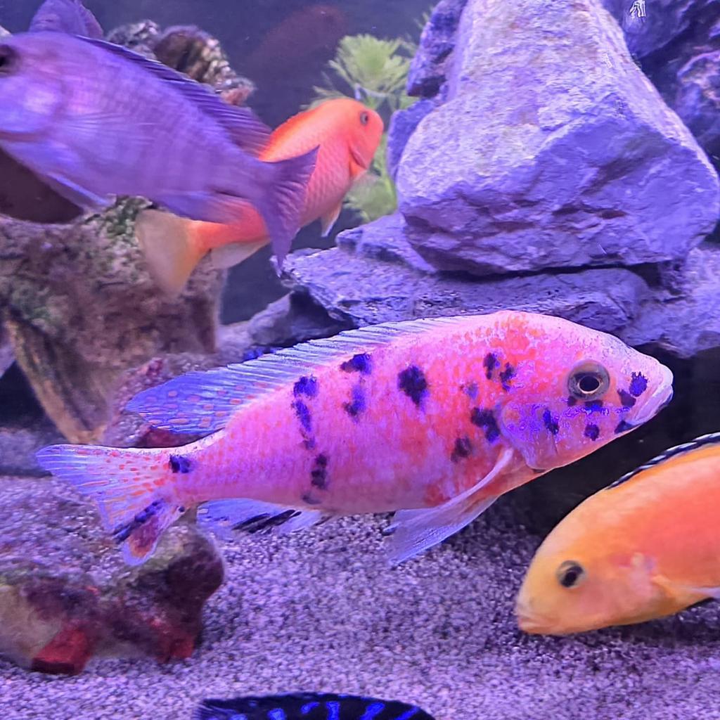 Malawi cichlide aulonocara koppel, Dieren en Toebehoren, Vissen | Aquariumvissen, Vis