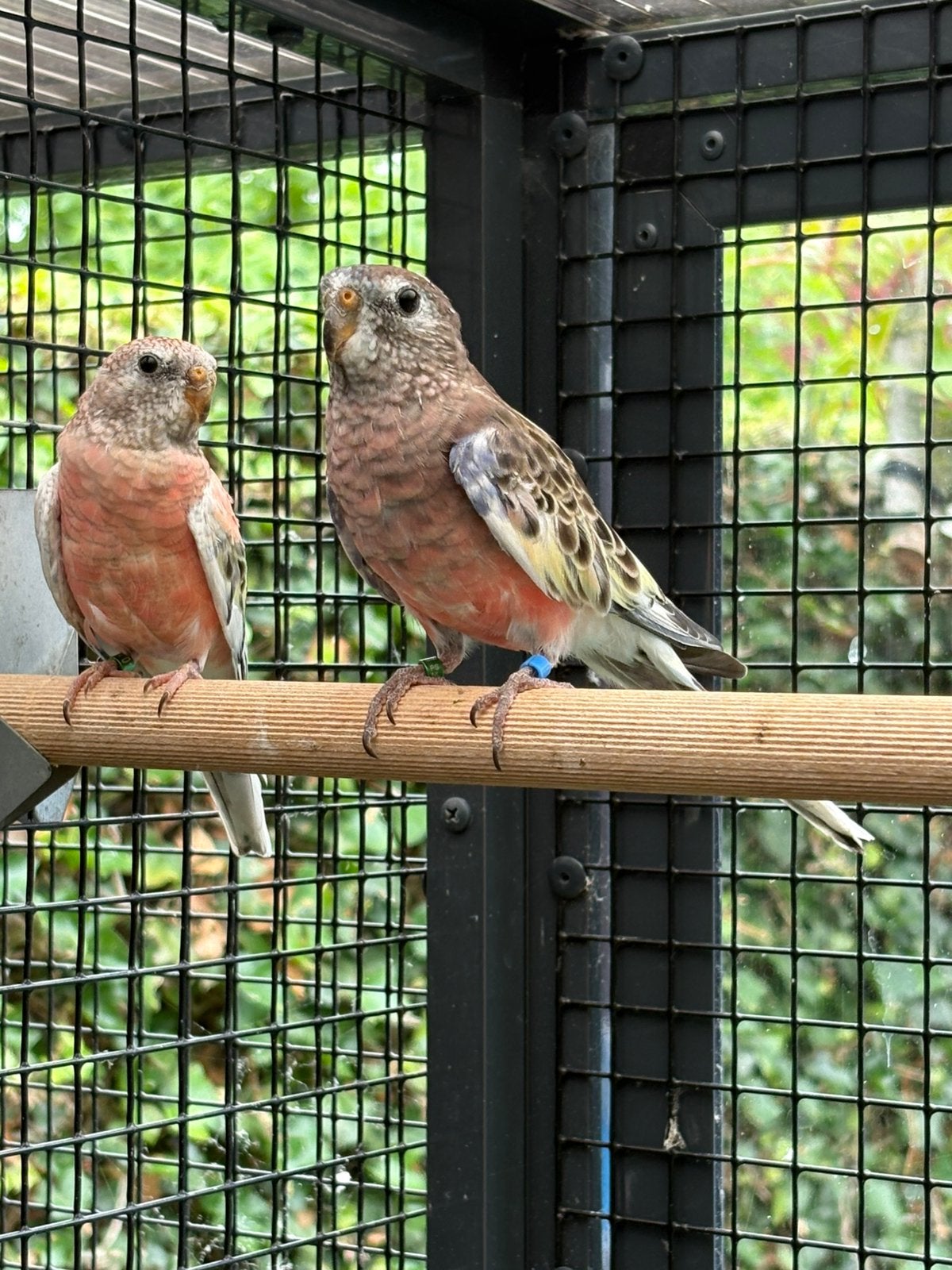 Bourke parkiet koppel, Meerdere dieren, Parkiet, Geringd
