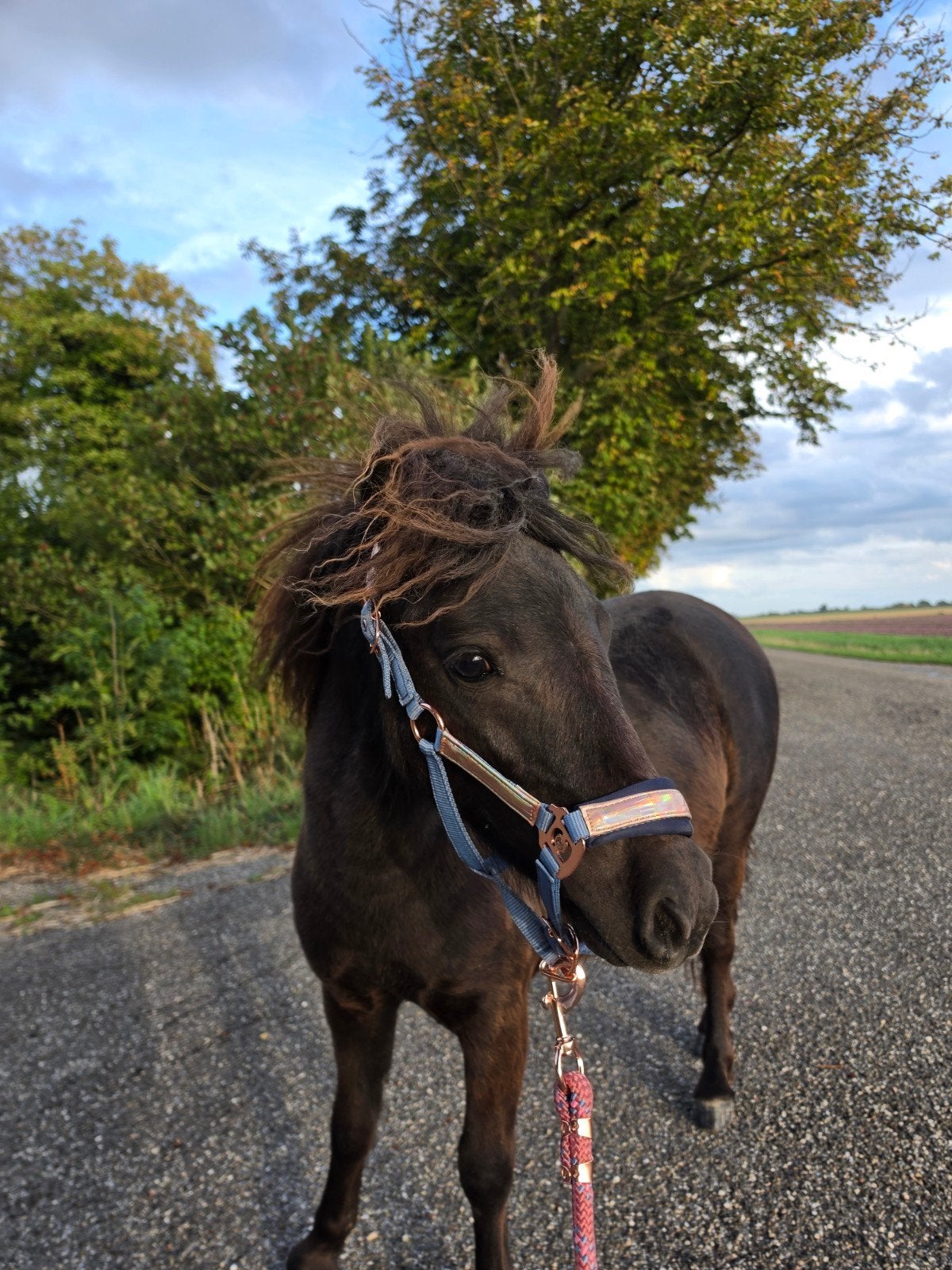 shetlander merrie, Dieren en Toebehoren, Merrie, Gechipt, 0 tot 2 jaar