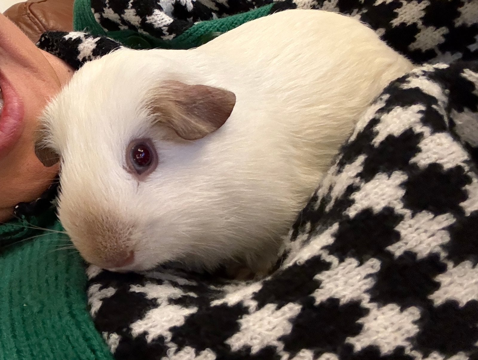 Lief California cavia wit met bruin neusje - beertje, Dieren en Toebehoren, Cavia, Mannelijk, November, Tam