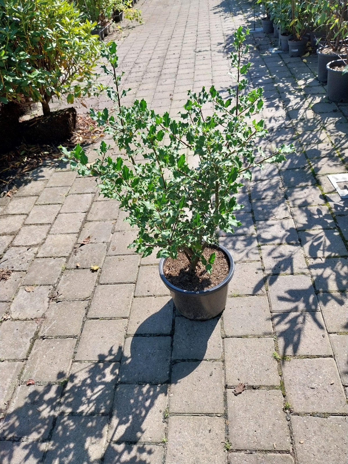 Meerdere Ilex aquifolium struiken (Hulst), Ophalen, Hulst, Struik, 100 tot 250 cm