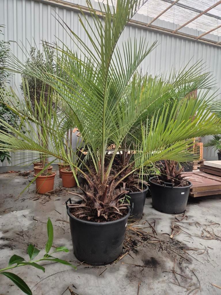 Butia Eriospatha Palm - Winterharde Gele Palm, Volle zon, Vaste plant, Bloeit niet, Ophalen