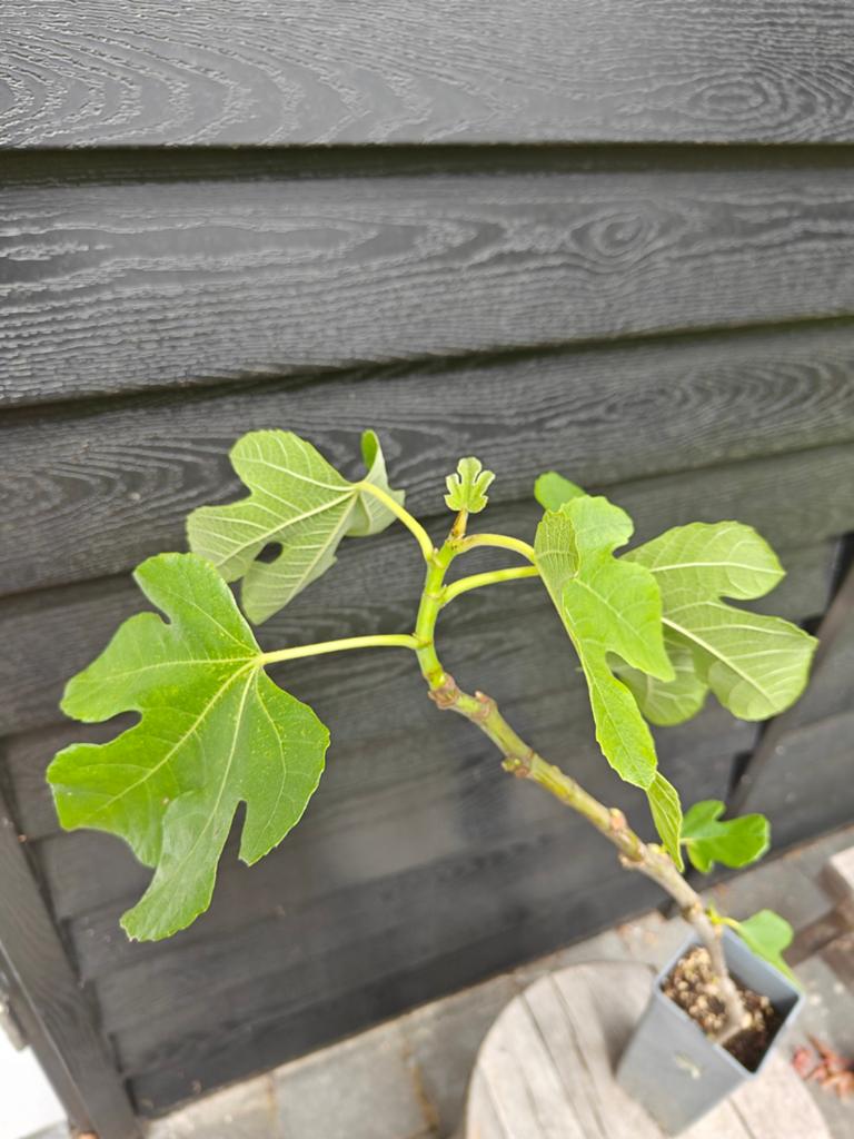 Mooie goed gewortelde vijgenboom vijgenplant, Ophalen of Verzenden, 100 tot 250 cm, Volle zon, Vijgenboom