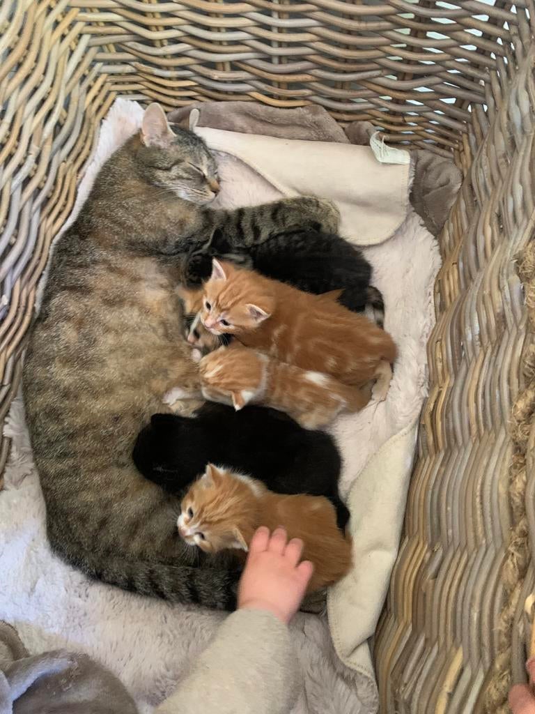 Mooie lieve kittens, Dieren en Toebehoren, Katten en Kittens | Overige Katten, Kater, Kortharig, 0 tot 2 jaar
