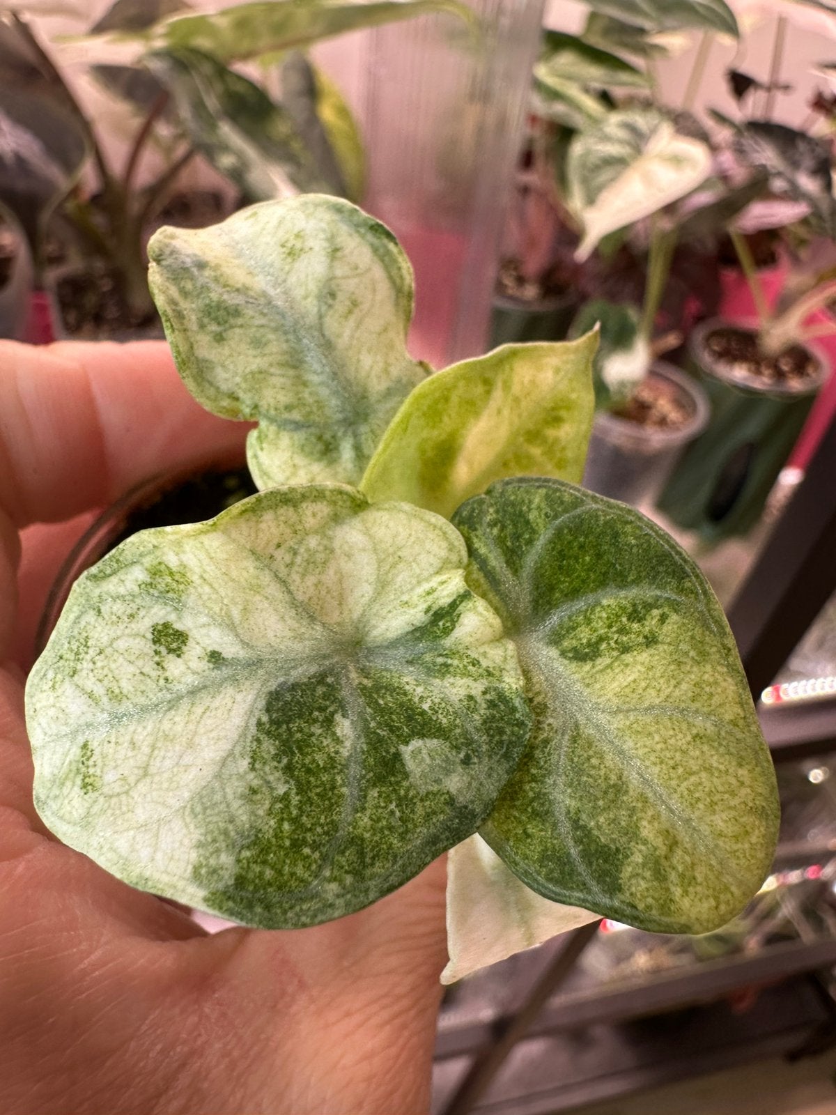 Alocasia ninja trio color variegata, Ophalen of Verzenden, Halfschaduw, Minder dan 100 cm